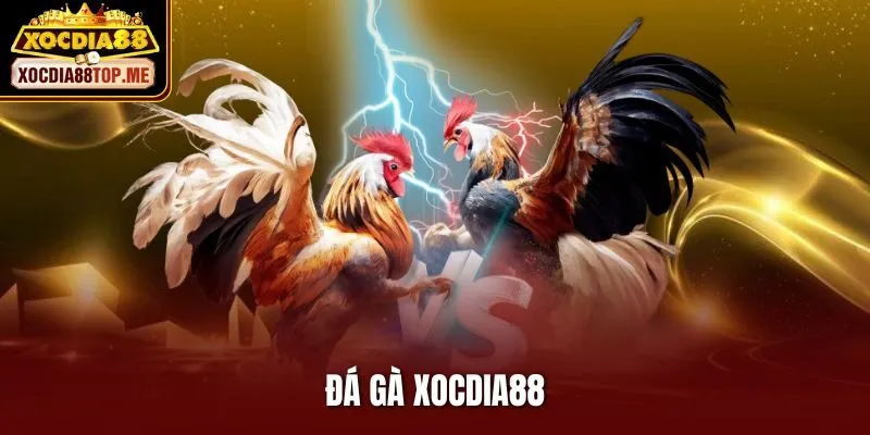 Đá Gà Xocdia88 – Kinh Nghiệm Hay Giúp Bet Thủ Thắng Lớn